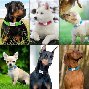 Personalized Dog Collar Just For You - Accessories