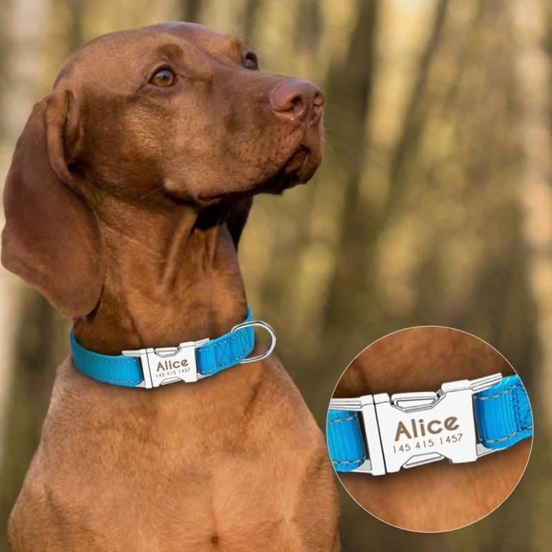 Personalized Dog Collar Just For You - Accessories